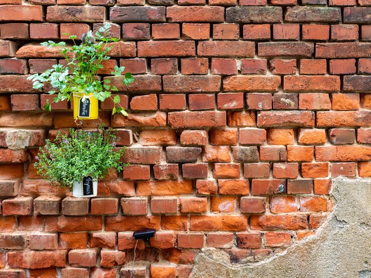 Rustikale Ziegelstein-Wand mit gelben Dosen, aus denen frischer Basilikum und Thymian sprießen, teils mit Putzresten bedeckt.