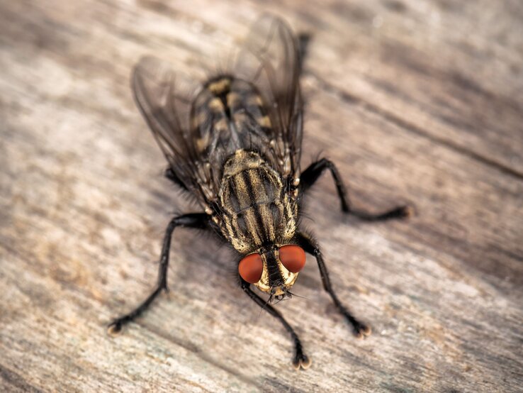 Fliegenvorhang DIY Basteln Nahaufnahme einer Schmeißfliege mit roten Facettenaugen und gestreiftem Körper auf verwittertem Holzuntergrund.