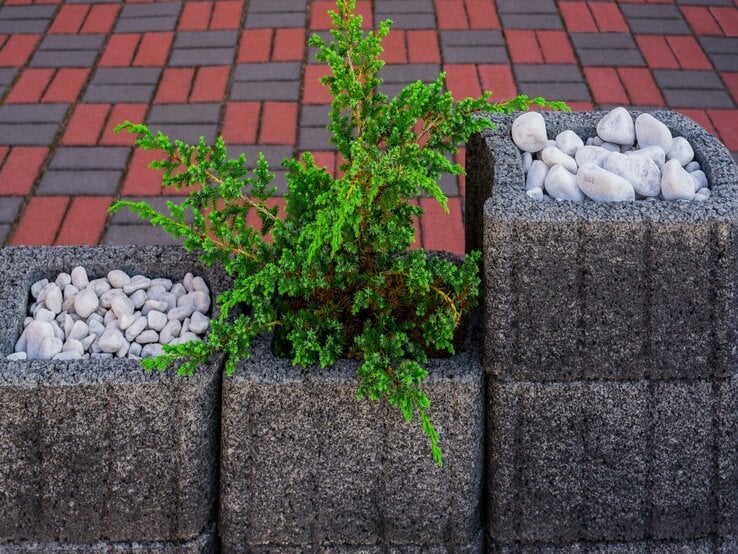 Pflanzring Pflanzstein Upcycling DIY Drei Betonblöcke mit weißen Kieselsteinen und grünem Strauch, aufgestellt vor einem gemusterten Pflaster aus roten und grauen Steinen.
