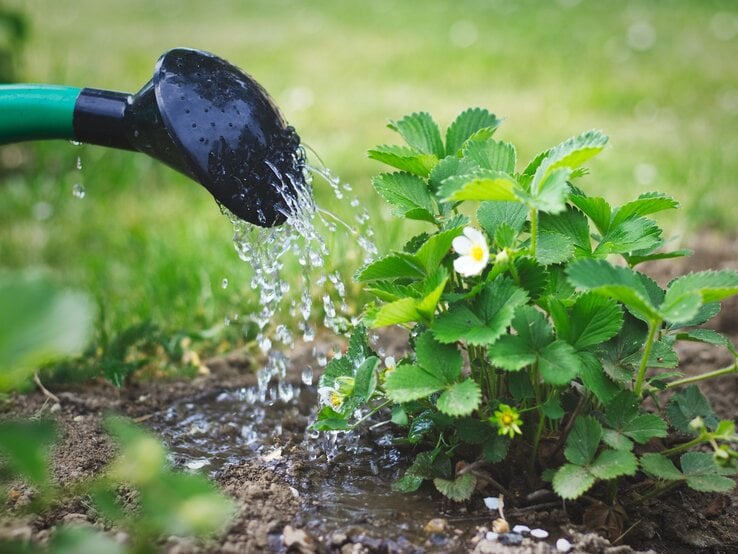 Nahaufnahme einer Erdbeerpflanze mit zarten Blüten, die mit einer Gießkanne gegossen wird, in einem gepflegten Garten.