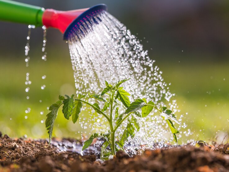 Eine sprießende Tomatenpflanze wird mit klarem Wasser aus einer Gießkanne begossen, umgeben von weicher Erde und unscharfem Grün im Hintergrund.