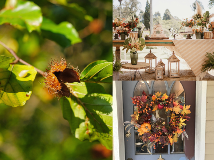 Collage mit Bucheckern im Sonnenlicht, herbstlich gedecktem Gartentisch und Türkranz aus bunten Blättern, Beeren und Kürbis.