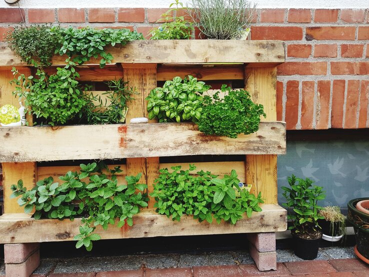 Vertikaler Kräutergarten aus Holzpalette mit frischem Basilikum, Minze, Petersilie und Thymian vor roter Backsteinwand im Licht.