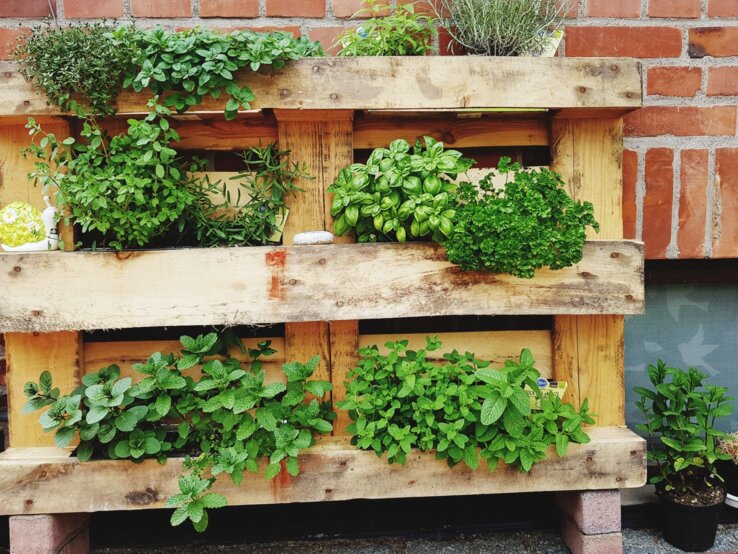 Kräuterbeet Palette DIY Vertikaler Kräutergarten aus Holzpalette mit frischem Basilikum, Minze, Petersilie und Thymian vor roter Backsteinwand im Licht.