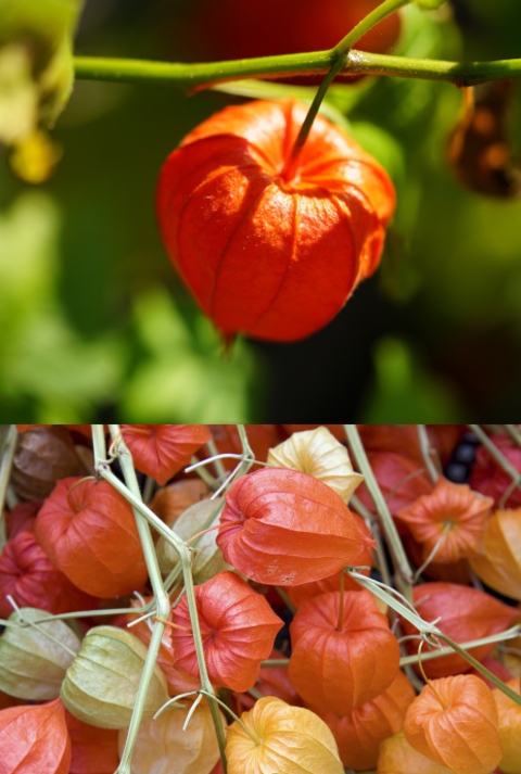 Bunte Lampionblumen in verschiedenen Reifestadien, kombiniert mit Zierkürbissen und Detailaufnahmen vor herbstlichem Hintergrund.