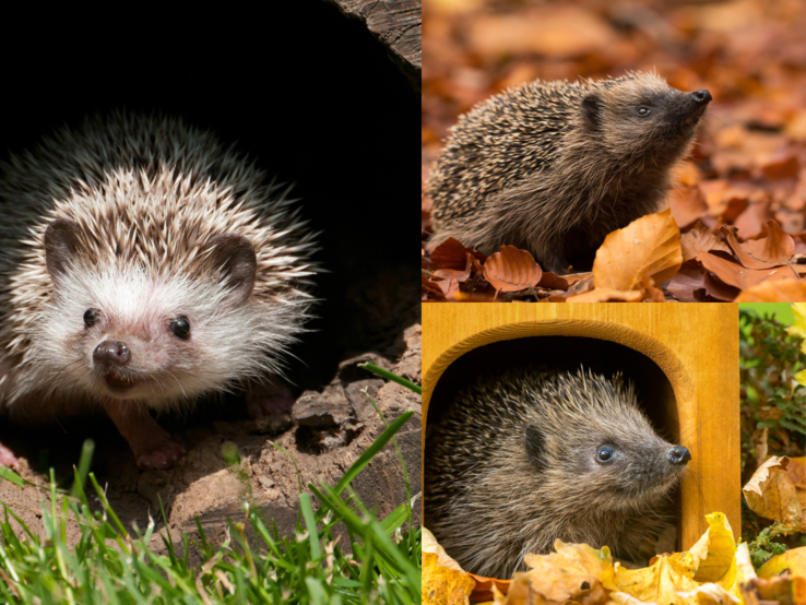 Drei Igel in herbstlicher Umgebung: einer tritt aus einem dunklen Bau, einer schnuppert im Laub, einer blickt aus einem DIY-Igelhaus. 