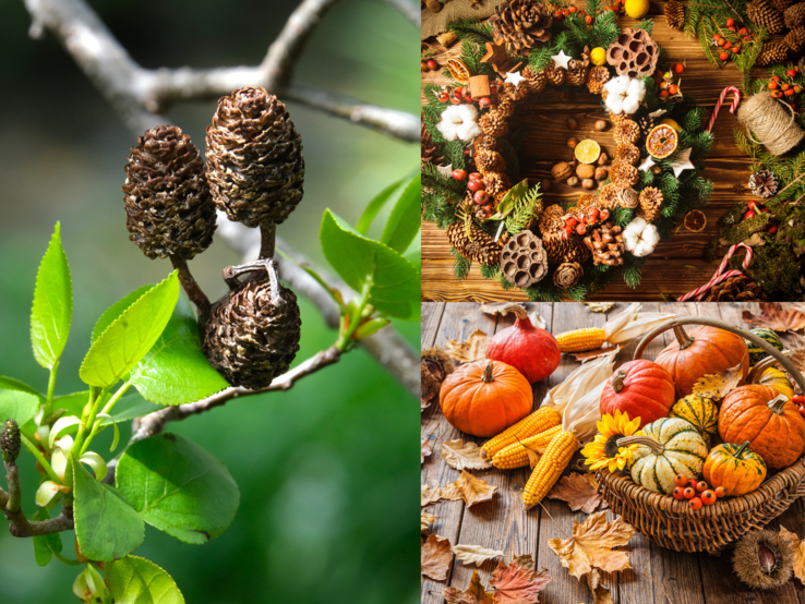 Herbstliche Collage mit Erlenzapfen am Zweig, einem dekorierten Naturkranz aus Zapfen und Früchten sowie einem Korb voller Kürbisse und Mais.