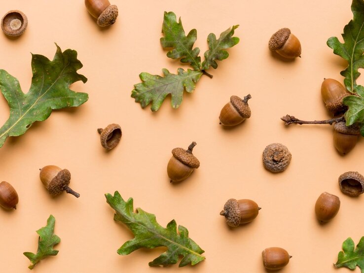 Dekoschale aus Eicheln basteln Herbstliche Eicheln mit rauer Kappe und grüne Blätter liegen locker verteilt auf hellorangefarbenem Hintergrund.