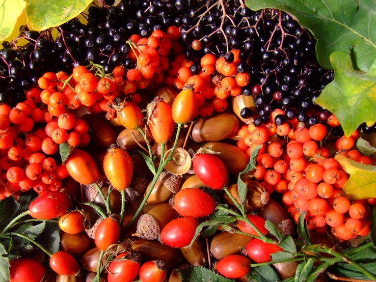 Bunte Herbstmischung aus Hagebutten, Eicheln, Vogelbeeren, Holunder und grünen Blättern in warmem, natürlichem Licht arrangiert.
