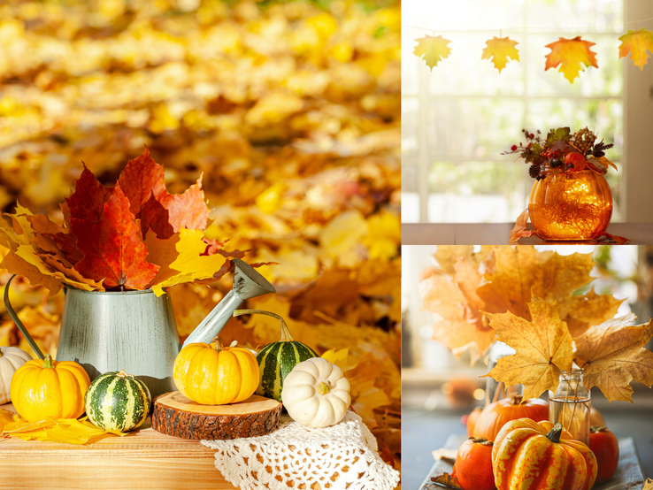 Herbstliche Deko mit Kürbissen, Trockenblumen und bunten Ahornblättern auf Tischen vor goldgelbem Laub und sonnendurchflutetem Fenster.