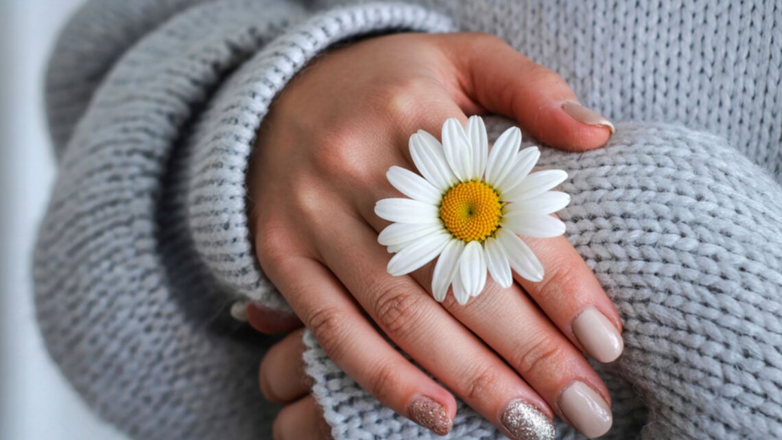 Zarte Frauenhände mit beiger und glitzernder Maniküre halten eine weiße Margerite auf grauem Strickpullover.