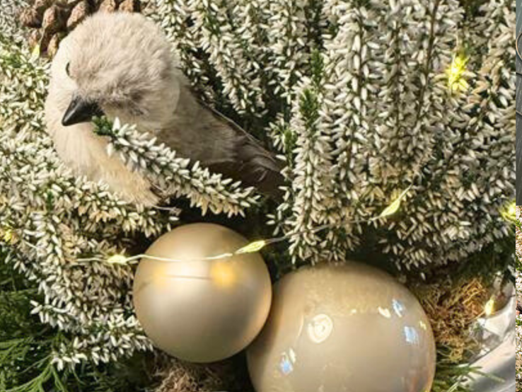 Basteln mit Thuja: Weihnachtsgesteck mit weißen Heideblüten, Tannengrün, goldenen Kugeln und einem Stoffvogel zwischen Zapfen und Lichterkette.