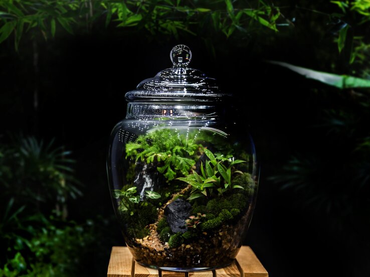 Zu sehen ist ein ewiges Terrarium