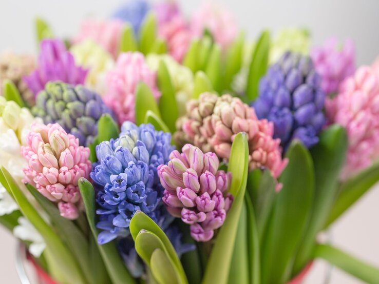 Bunter Strauß aus blühenden Hyazinthen in Rosa, Lila, Weiß und Blau mit saftig grünen Blättern vor hellem Hintergrund.