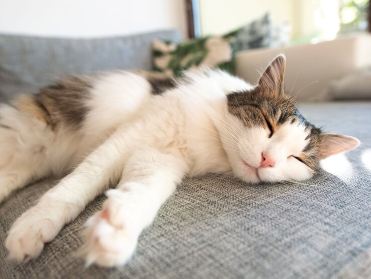 Langhaarige weiß-braune Katze schläft entspannt mit ausgestreckten Pfoten auf einem grauen Sofa im Sonnenlicht.