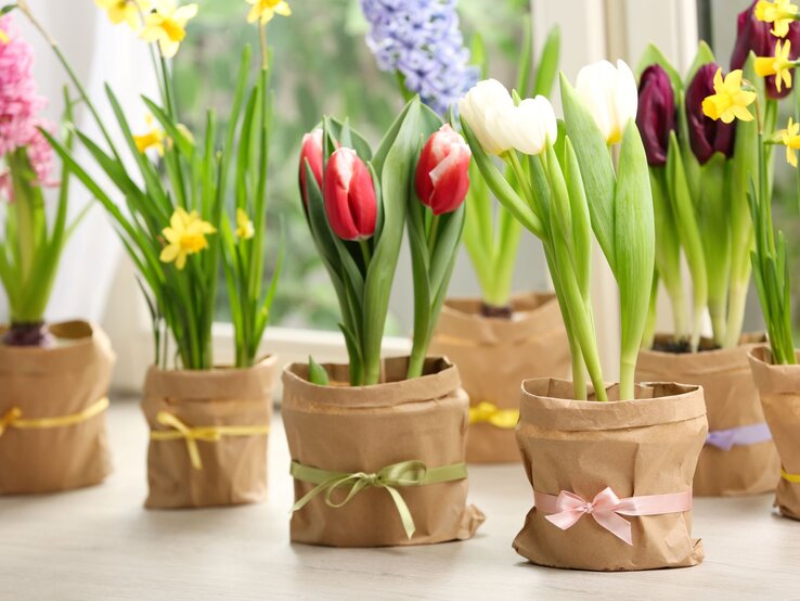 Fensterbank-Deko: Frühlingshafte Tulpen, Narzissen und Hyazinthen in braunen Papiertöpfen mit Schleifen auf hellem Fenstersims.
