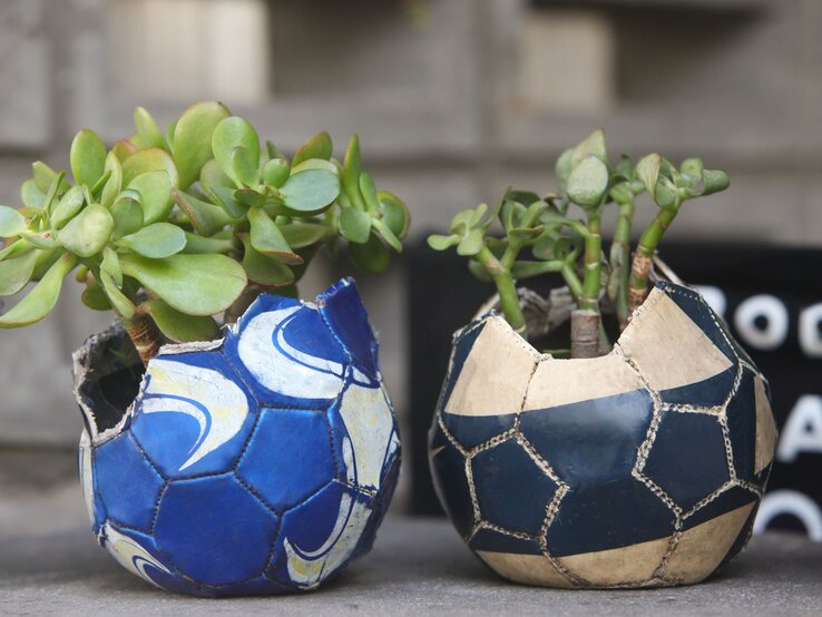 Zwei Sukkulenten wachsen aus aufgeschnittenen, alten Fußbällen in Blau und Beige auf grauem Betonuntergrund.