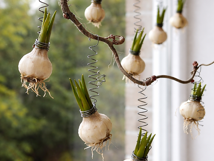 Mehrere weiße Blumenzwiebeln mit grünen Trieben hängen an Drahtspiralen von einem Ast vor einem hellen Fenster.