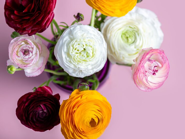 Bunte Ranunkeln in Weiß, Gelb, Rosa und Dunkelrot stehen frisch angeschnitten in einer Vase vor zartrosa Hintergrund.