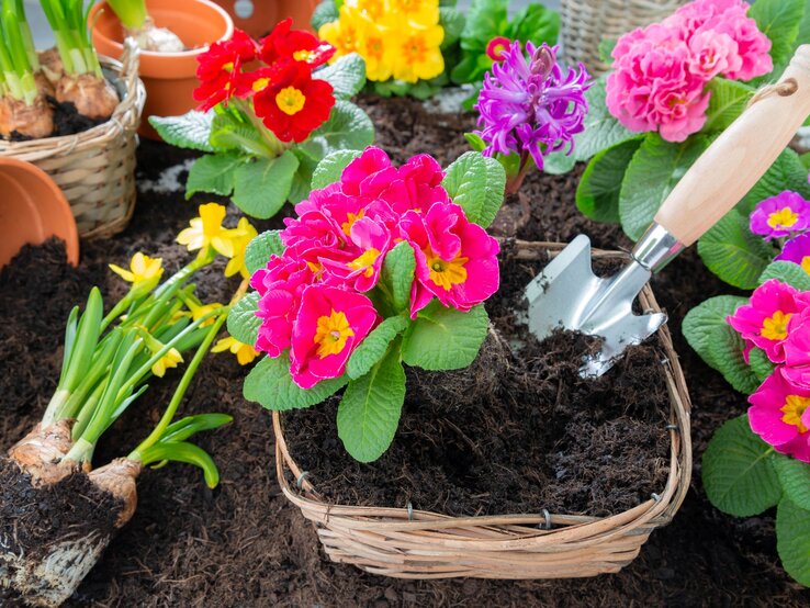 Leuchtend pinke und gelbe Primeln stehen frisch gepflanzt in Körben voller Erde, umgeben von Blumenzwiebeln und Handschaufel.