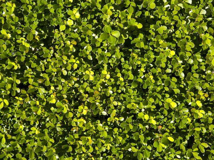 Nahaufnahme von gekeimten Samen.