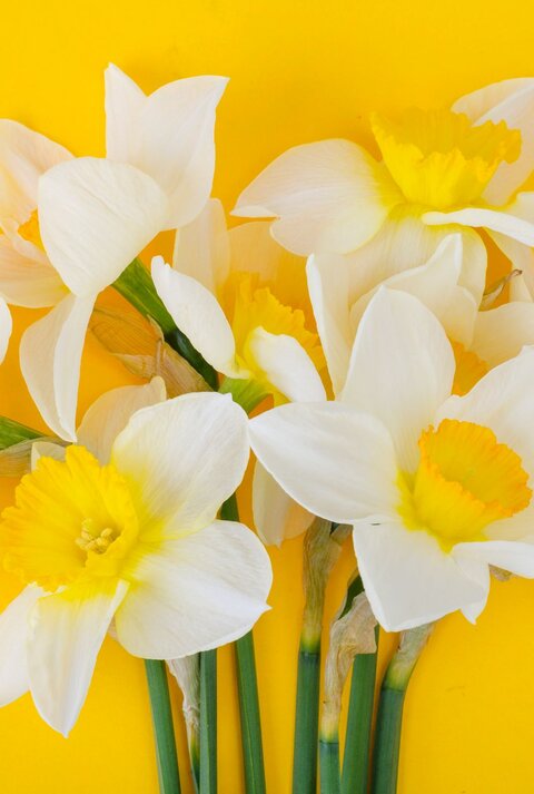 Mehrere weiße Narzissen mit leuchtend gelben Trompeten liegen dicht beieinander vor kräftig gelbem Hintergrund.