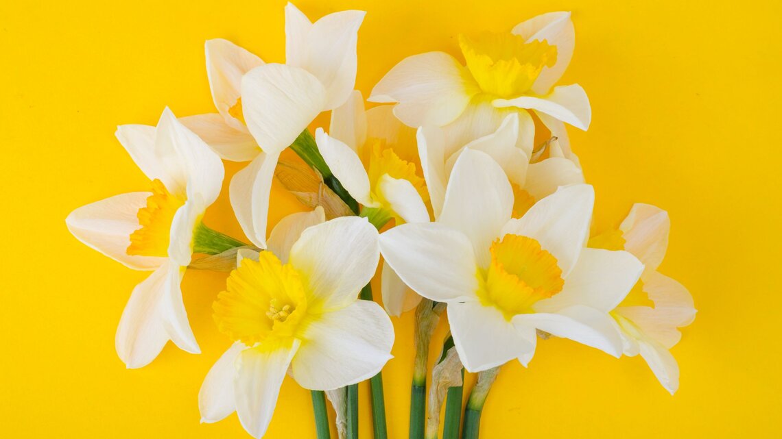 Mehrere weiße Narzissen mit leuchtend gelben Trompeten liegen dicht beieinander vor kräftig gelbem Hintergrund.