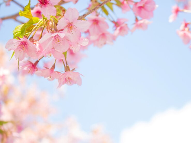 Zarte rosafarbene Kirschblüten hängen an einem Zweig, von Sonnenlicht durchflutet vor klarem blauem Himmel weit im Frühling.