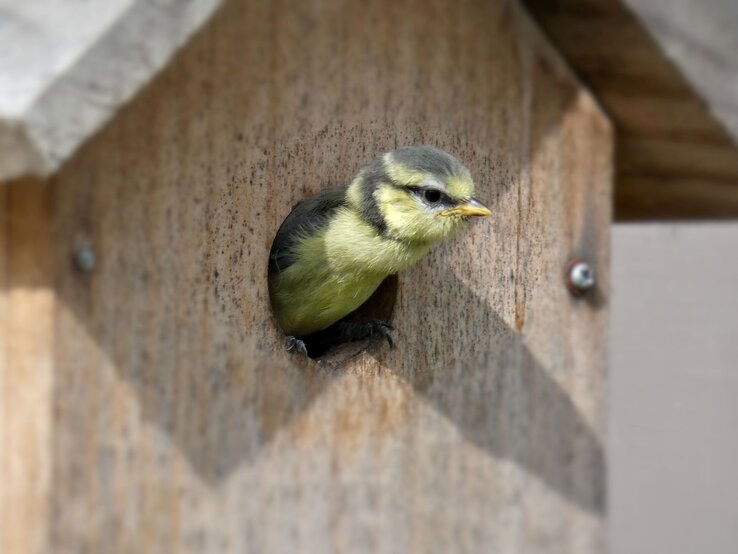 Meisenküken mit gelbem Bauch und grauem Kopf lugt vorsichtig aus dem Einflugloch eines Nistkastens.