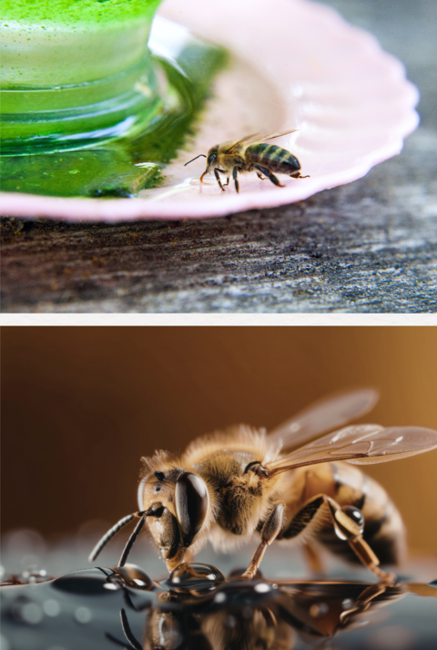Drei Nahaufnahmen von Bienen: eine sammelt Pollen auf rosa Blüte, zwei trinken Flüssigkeit auf Holz und glänzender Oberfläche.
