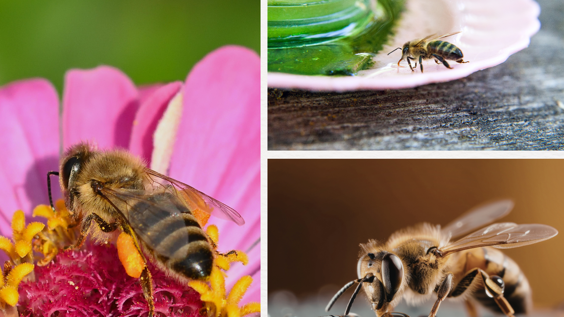 Drei Nahaufnahmen von Bienen: eine sammelt Pollen auf rosa Blüte, zwei trinken Flüssigkeit auf Holz und glänzender Oberfläche.