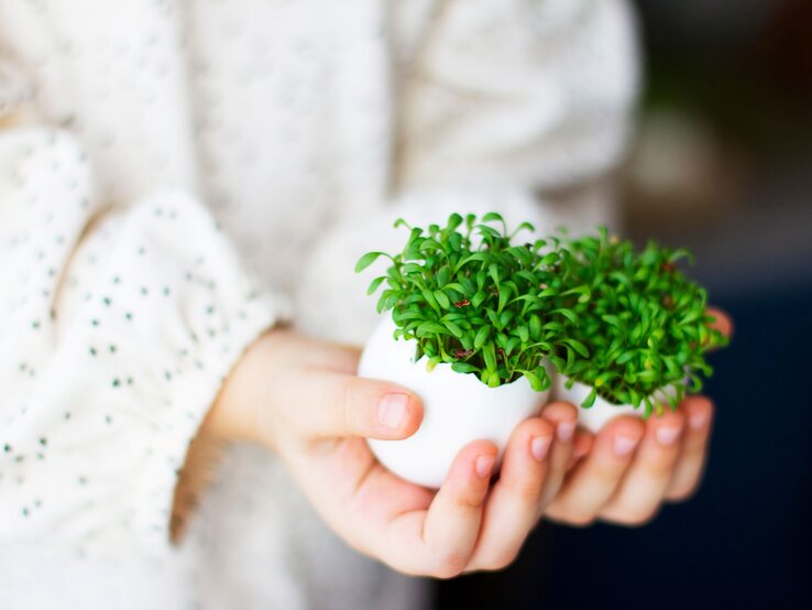 Kleine Hände präsentieren ein aufgebrochenes Ei mit üppig wachsender grüner Kresse, gehalten vor einem sanft unscharfen, hellen Hintergrund.