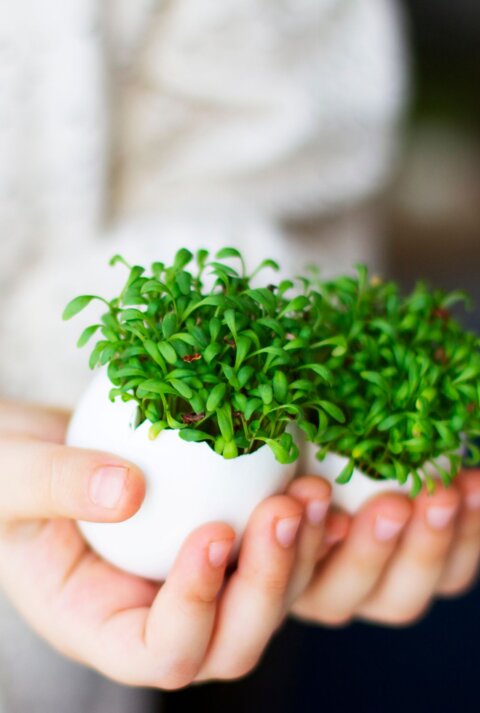 Kleine Hände präsentieren ein aufgebrochenes Ei mit üppig wachsender grüner Kresse, gehalten vor einem sanft unscharfen, hellen Hintergrund.