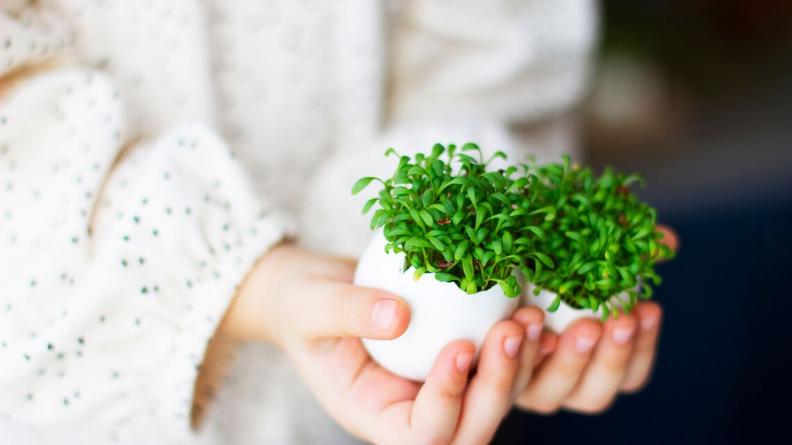 Kleine Hände präsentieren ein aufgebrochenes Ei mit üppig wachsender grüner Kresse, gehalten vor einem sanft unscharfen, hellen Hintergrund.
