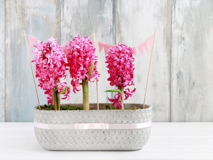 Drei leuchtend pinke Hyazinthen stehen dicht nebeneinander in einem hellen Topf mit Muster vor grauer Holzpaneelwand.