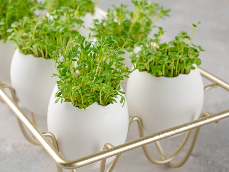 Mehrere frische grüne Kressepflanzen wachsen nah in weißen, Eierschalen auf einem goldenen Tablett im Licht.