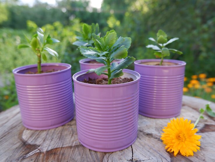 Vier kleine grüne Sukkulenten wachsen in lila Konservendosen auf einem Holzstamm, dahinter unscharfer Garten daneben gelbe Blüte.