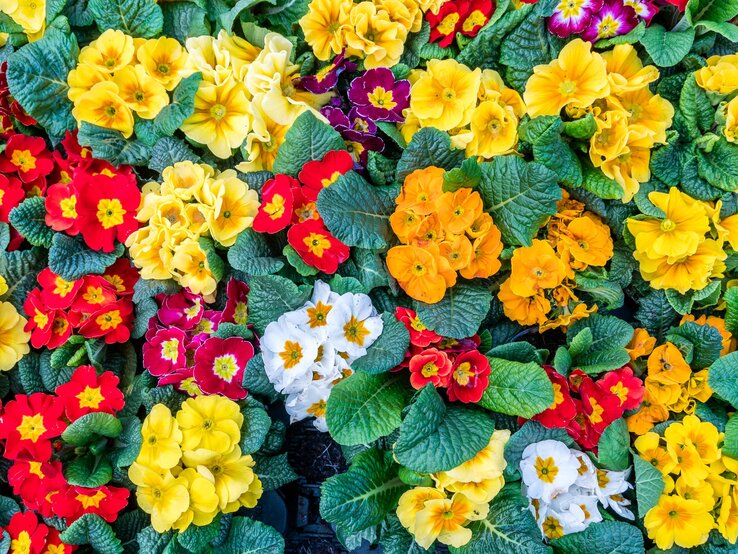Leuchtend bunte Primeln in Rot, Gelb, Orange und Weiß dicht an dicht, umgeben von kräftig grünen, strukturierten Blättern.