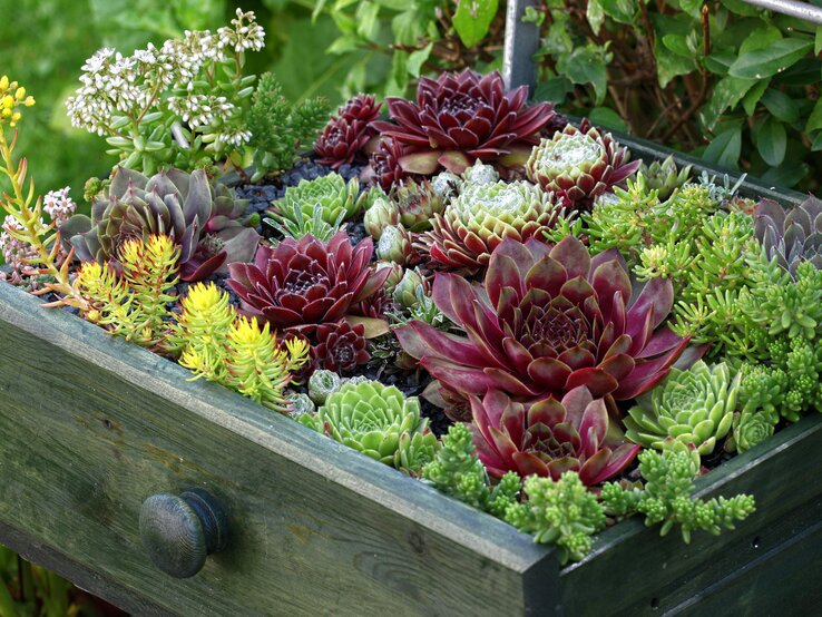 Schublade mit dicht bepflanzten Sukkulenten in Grün und Rot, rosettenförmig angeordnet vor üppigem Gartenhintergrund.