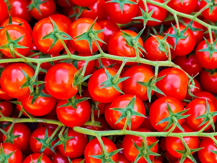 Rote Cherrytomaten hängen eng gedrängt, dicht an grünen Rispen, glänzend frisch, mit sternförmigen Kelchen vor Hintergrund.