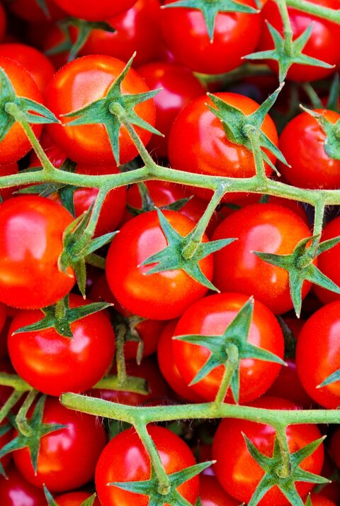 Rote Cherrytomaten hängen eng gedrängt, dicht an grünen Rispen, glänzend frisch, mit sternförmigen Kelchen vor Hintergrund.