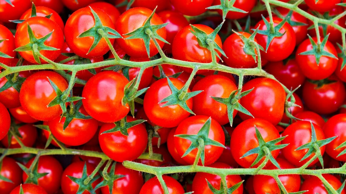 Rote Cherrytomaten hängen eng gedrängt, dicht an grünen Rispen, glänzend frisch, mit sternförmigen Kelchen vor Hintergrund.