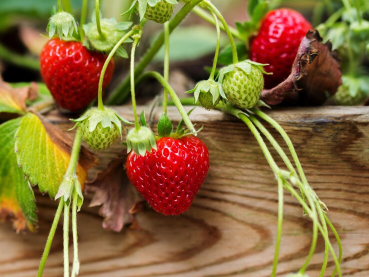 Reife rote Erdbeeren und grüne unreife Früchte hängen an dünnen Stielen über einer verwitterten Holzkante im Garten.