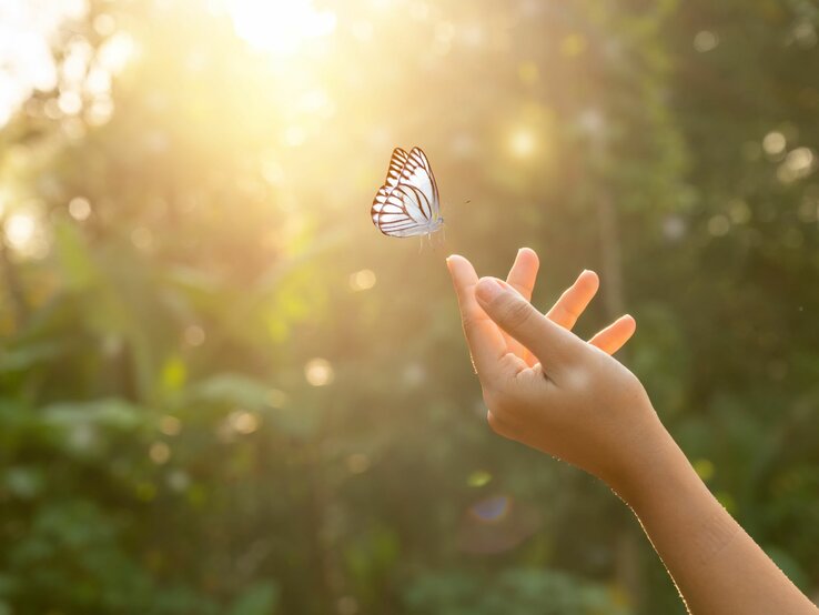 Sonnenbeschienene Hand berührt sanft einen weißen Schmetterling vor grünem Laub