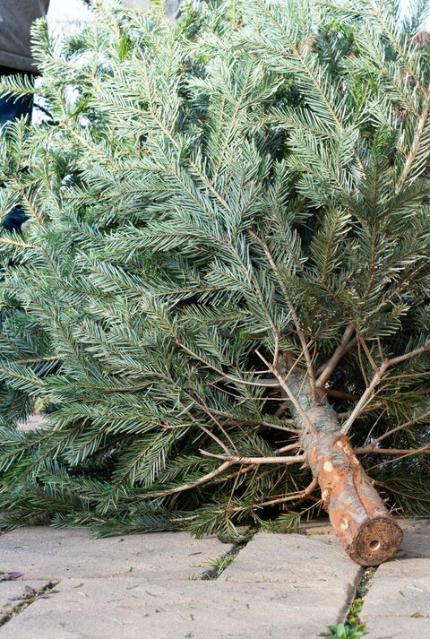 Ein gefällter Weihnachtsbaum liegt auf hellen Pflastersteinen, während eine Person in Jeans und Jacke im Hintergrund steht.