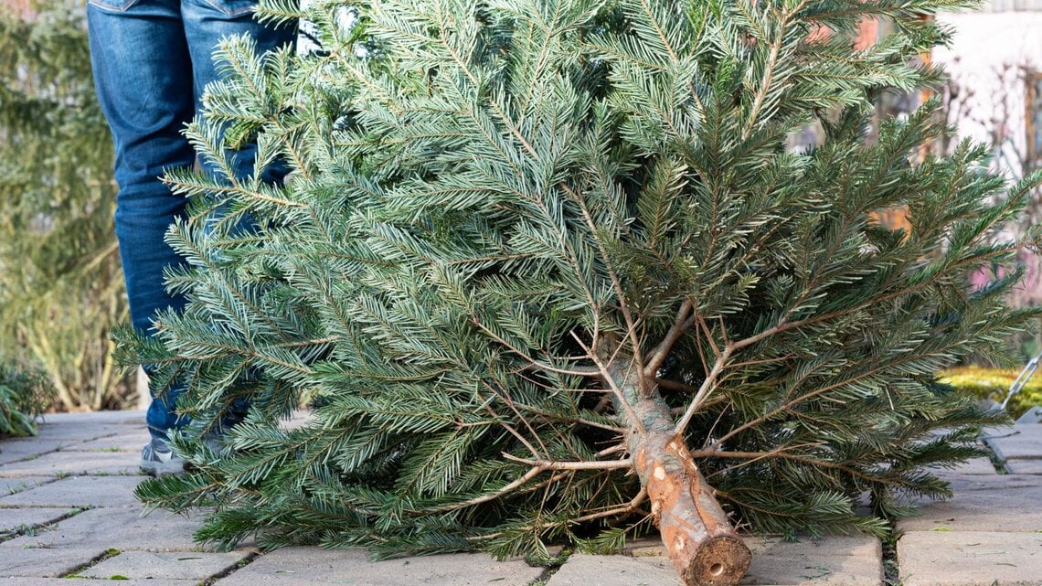 Ein gefällter Weihnachtsbaum liegt auf hellen Pflastersteinen, während eine Person in Jeans und Jacke im Hintergrund steht.