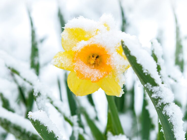 Eine leuchtend gelbe Narzisse ist von Schnee bedeckt, ihre Blütenblätter ragen aus dem frostigen Weiß zwischen grünen Halmen.
