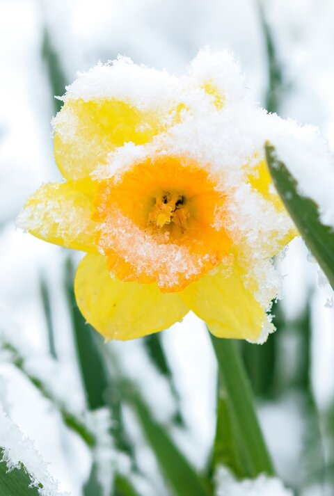 Eine leuchtend gelbe Narzisse ist von Schnee bedeckt, ihre Blütenblätter ragen aus dem frostigen Weiß zwischen grünen Halmen.