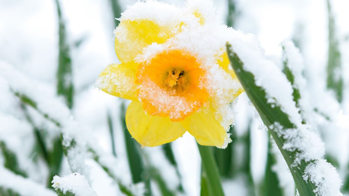 Eine leuchtend gelbe Narzisse ist von Schnee bedeckt, ihre Blütenblätter ragen aus dem frostigen Weiß zwischen grünen Halmen.