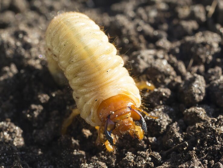 Ein Engerling auf dem Gartenboden.